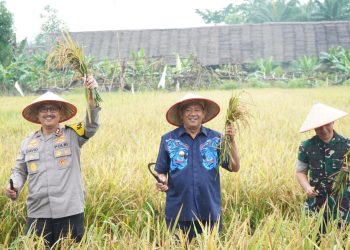 Syah Afandin Panen Raya Serentak, Wujudkan Swasembada Pangan Nasional