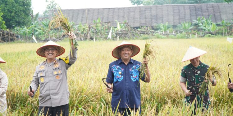 Syah Afandin Panen Raya Serentak, Wujudkan Swasembada Pangan Nasional