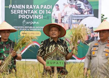 Desa Mbelang Malum Dairi Ikuti Panen Padi Serentak se-Indonesia