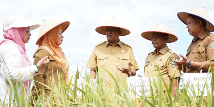 Panen Inpari 33 Sukses, Syah Afandin Dorong Kemandirian Benih Padi di Langkat