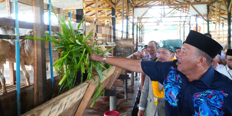 Bangkitkan Ekonomi, Bupati Langkat Targetkan Balai Ternak Baznas Hingga ke Kecamatan