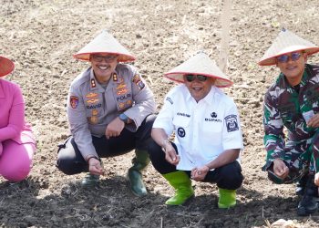 Bupati Langkat Dukung Penanaman Jagung Serentak untuk Ketahanan Pangan