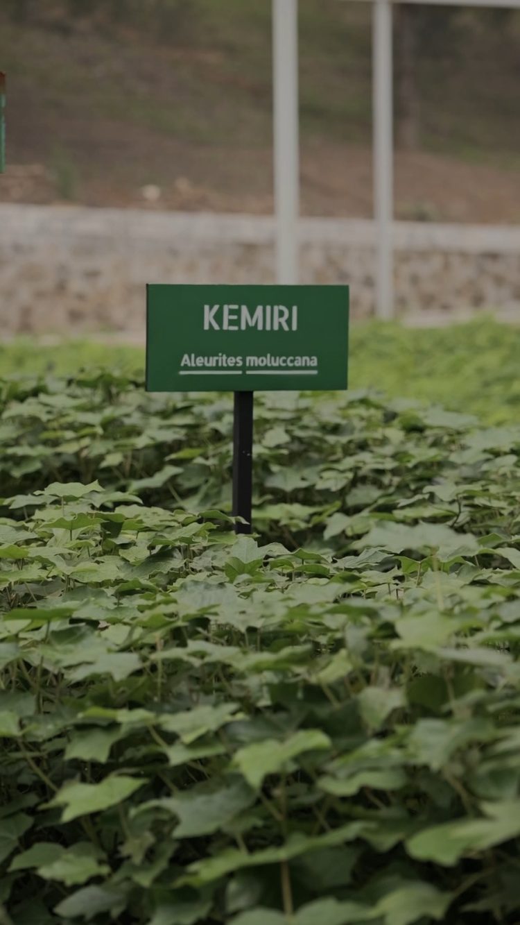 INALUM dan PJT I Perkuat Konservasi Danau Toba