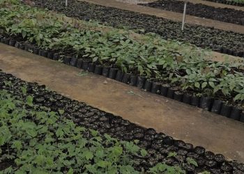INALUM dan PJT I Perkuat Konservasi Danau Toba