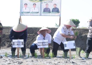 Pemkab Dairi dan PT Pupuk Indonesia Tanam Padi untuk Ketahanan Pangan