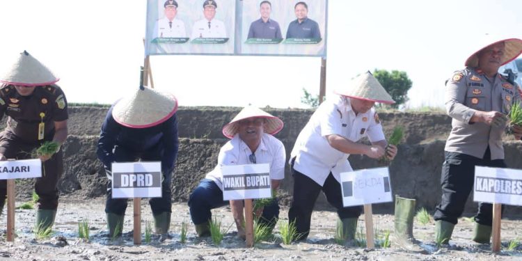 Pemkab Dairi dan PT Pupuk Indonesia Tanam Padi untuk Ketahanan Pangan