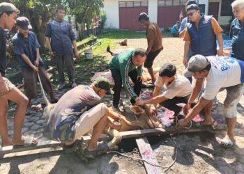 Idul Adha 1447 H, PWI Sumut Sembelih 6 Hewan Kurban