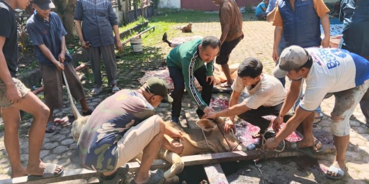 Idul Adha 1447 H, PWI Sumut Sembelih 6 Hewan Kurban