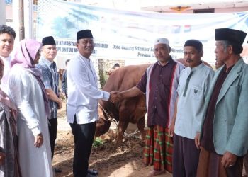 Wakil Bupati Dairi Serahkan Bantuan Sapi dari Presiden