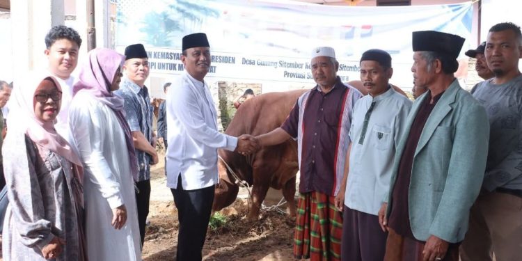 Wakil Bupati Dairi Serahkan Bantuan Sapi dari Presiden