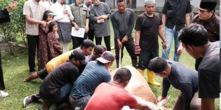 Fakultas Kedokteran USU Sembelih 5 Sapi dan 9 Ekor Kambing Kurban