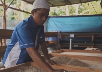 Melihat Potensi Manggot Sebagai Pakan Ternak, Bang Untung Budidaya Maggot dari Limbah Catering PT INALUM