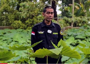 Banyak Ditanam di Namorambe Deliserdang, Begini Potensi Talas/Keladi Beneng Sebagai Diversifikasi Pangan