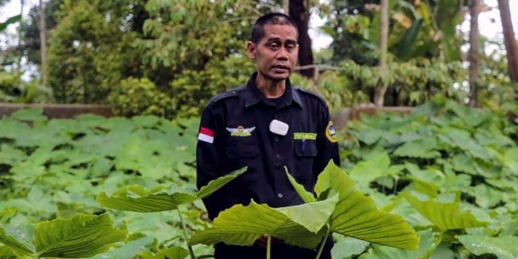 Banyak Ditanam di Namorambe Deliserdang, Begini Potensi Talas/Keladi Beneng Sebagai Diversifikasi Pangan