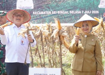 Plt Bupati Langkat Panen Raya Jagung, Perkuat Swasembada Pangan