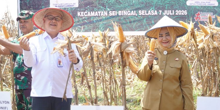 Plt Bupati Langkat Panen Raya Jagung, Perkuat Swasembada Pangan