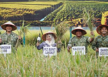 Plt Bupati Tiorita Dampingi Pangdam I/BB Panen Raya TNI Dukung Swasembada Pangan
