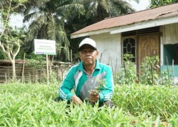 Peduli Ketahanan Pangan, Saatnya Bercocok Tanam di Sekitar Rumah