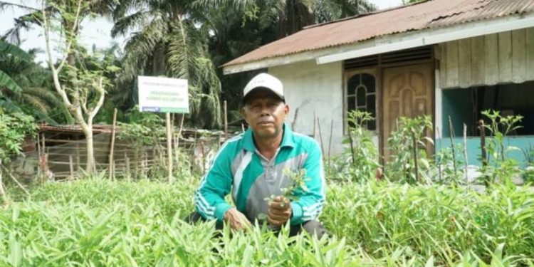Peduli Ketahanan Pangan, Saatnya Bercocok Tanam di Sekitar Rumah